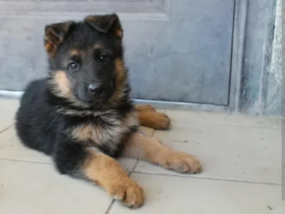 Щенок Немецкая овчарка