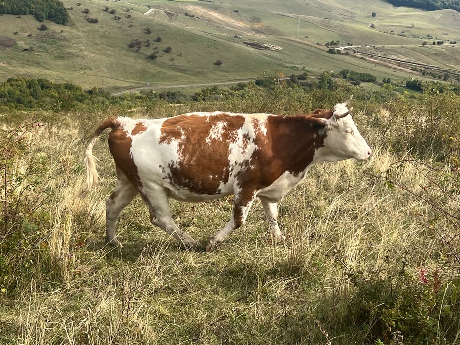 Vaci bălțate de vânzare !