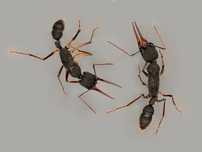 Harpegnathos venator