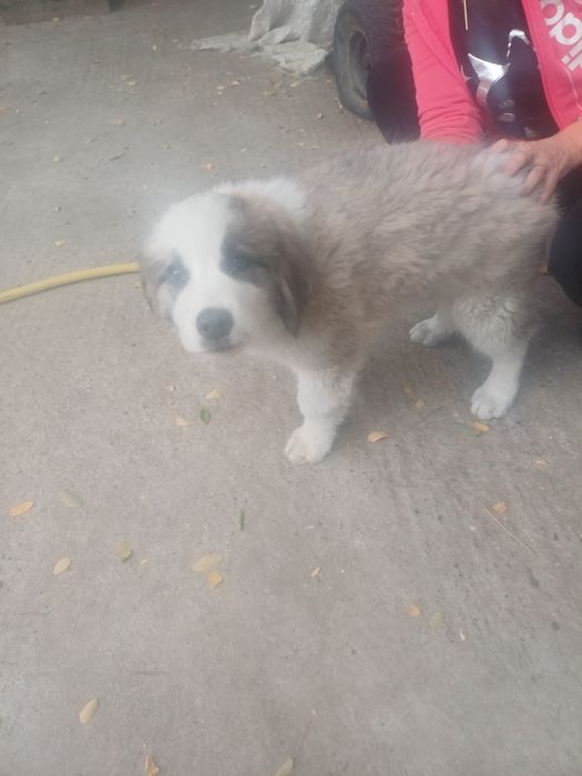 Vand catelusa ciobanesc