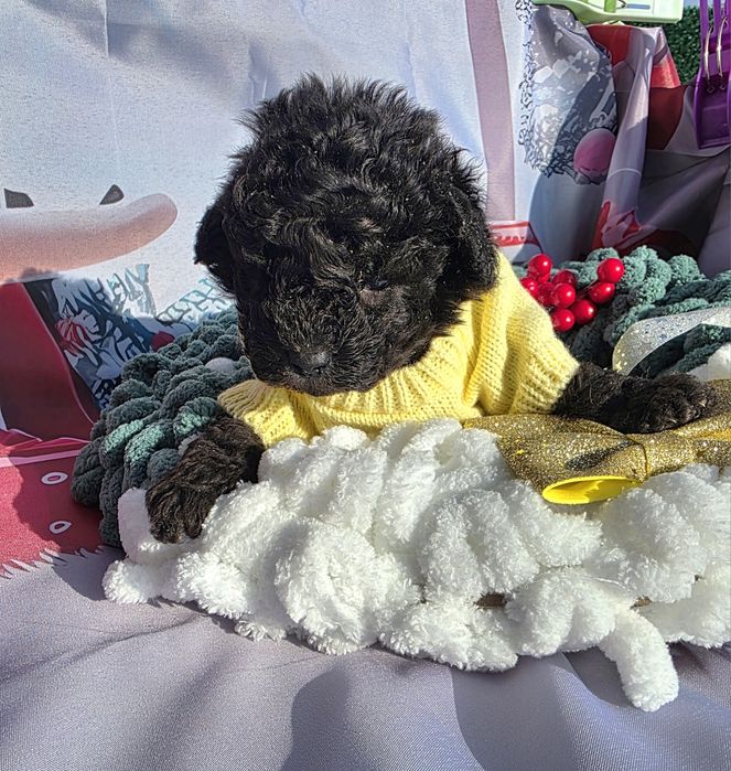 Пудел той сиви с документ за произход