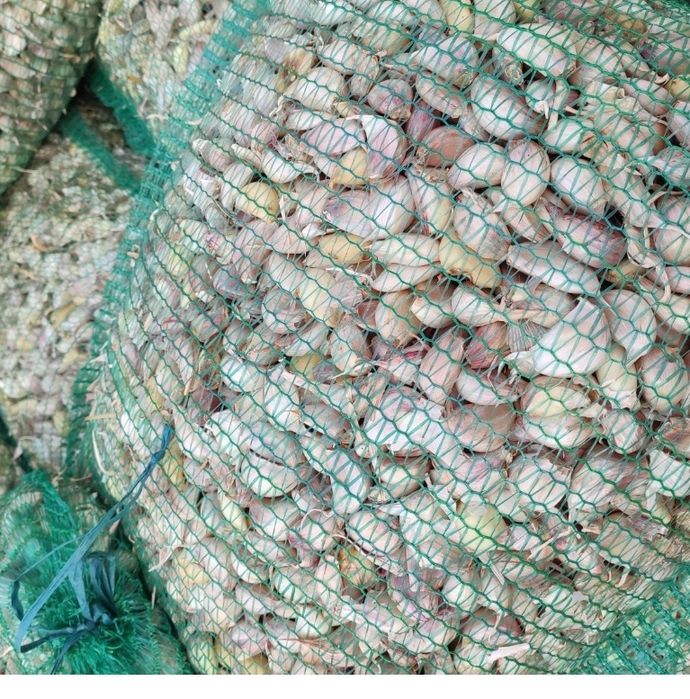 usturoi de sămânță