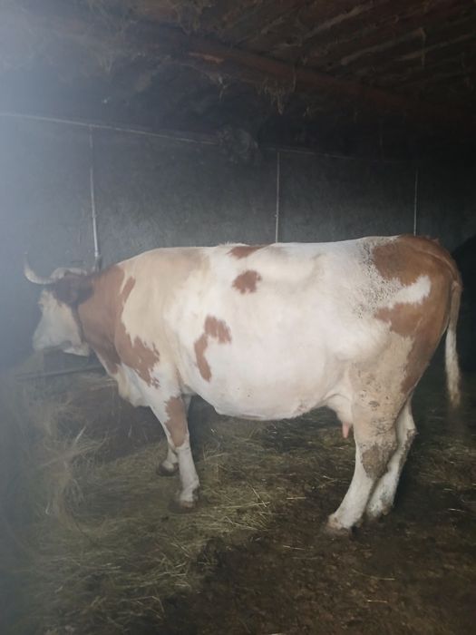 Vind o vaca de 9 ani  prețul este 8.000 și la combinati gestanta în 7