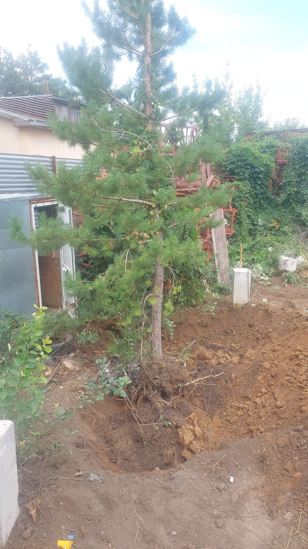 Продам ель  не дорого