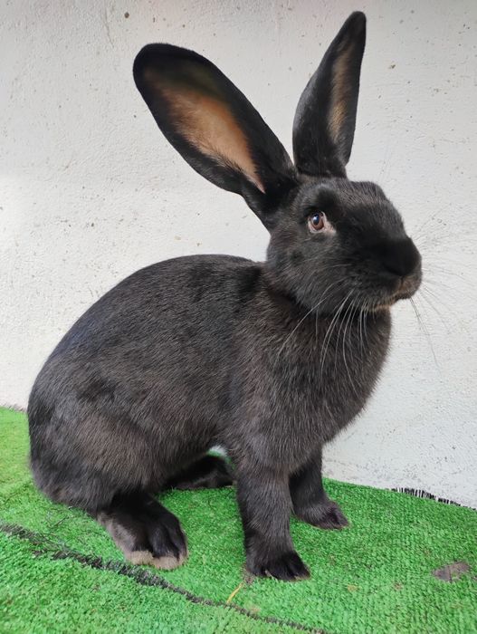 Vînd iepuri de RASĂ ,!!