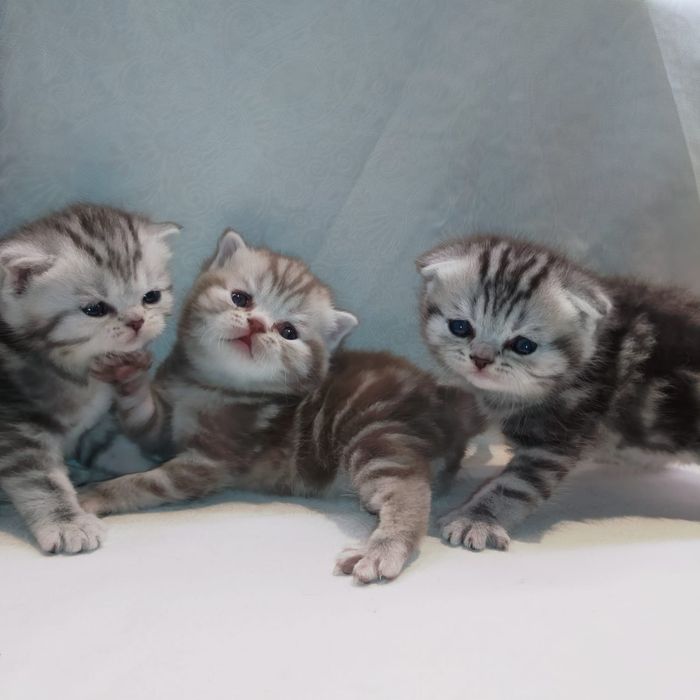 Котята шотландские