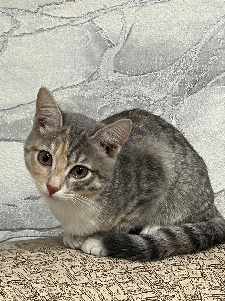 Отдам кошечку ласковую ,игривую  в хорошие руки