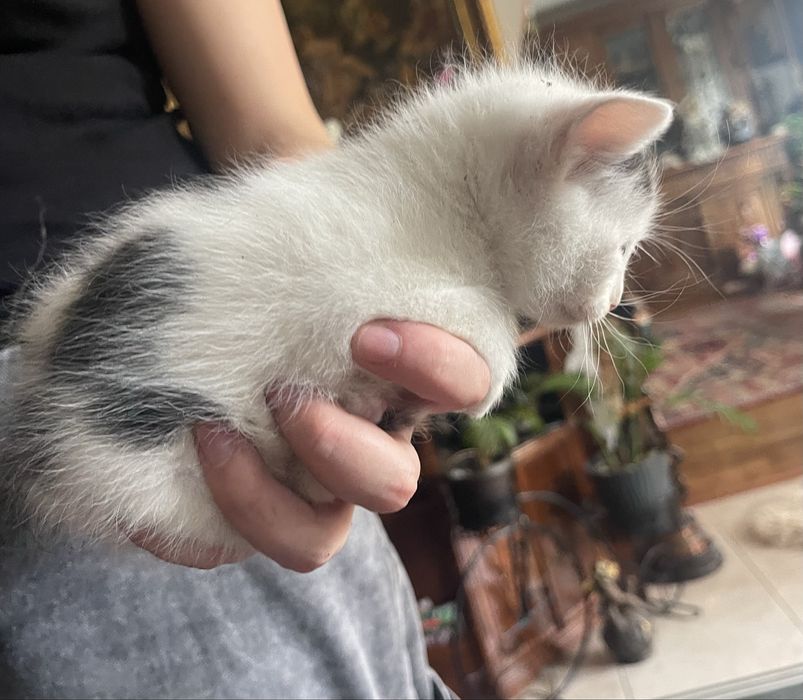 Pisici spre adoptie