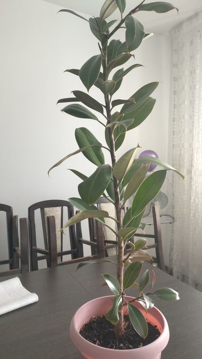 Фикус комнатный .,,