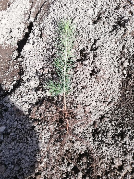 Puieti molid repicat