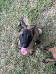 Ciobanesc belgian malinois