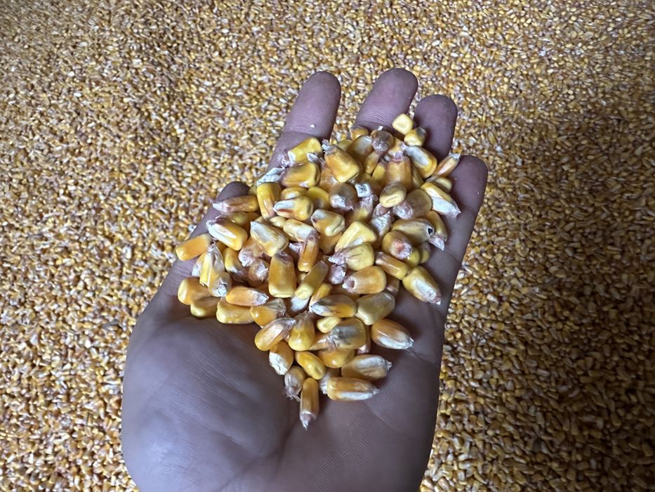 Porumb Boabe , Graunte productie 2025 Bobul de Aur