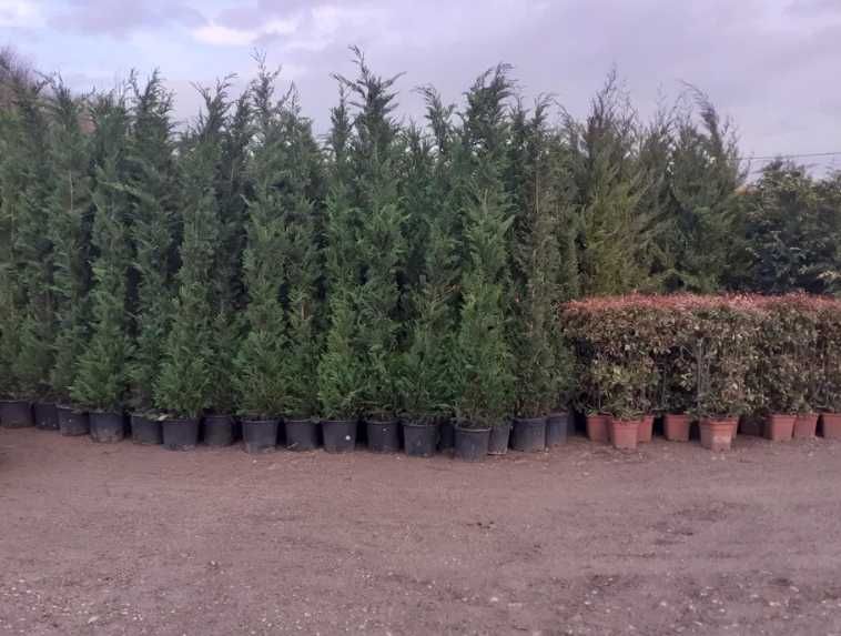 Plantează Cupressocyparis Leylandii și bucură-te de un spațiu verde