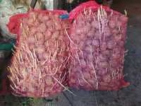 Sămânță de cartofi roșii Belarosa