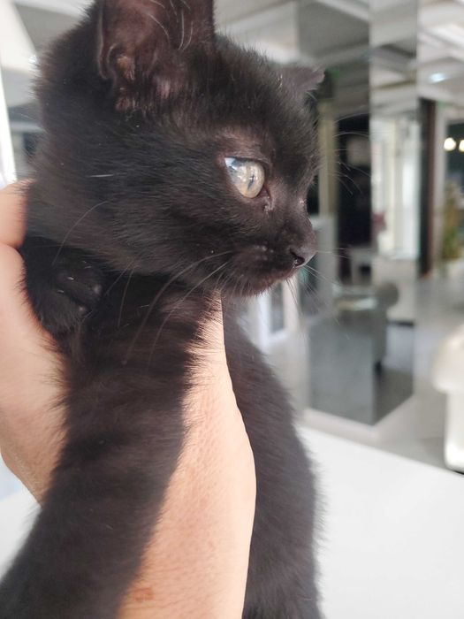 Очарователно черно котенце търси дом.