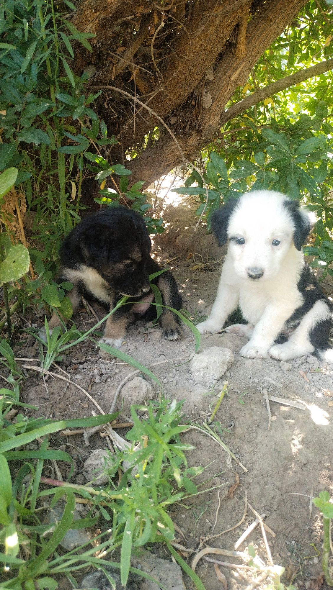 3 it bolalari urg'ochi , erkaki qolmadi.