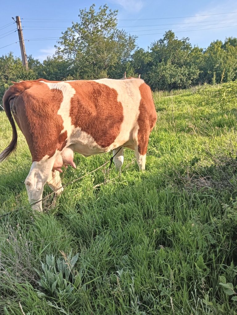 Vând vaca la a 3 fătare vaca este fatata recent foarte cuminte.