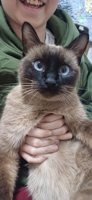 бесплатно в хорошие руки!