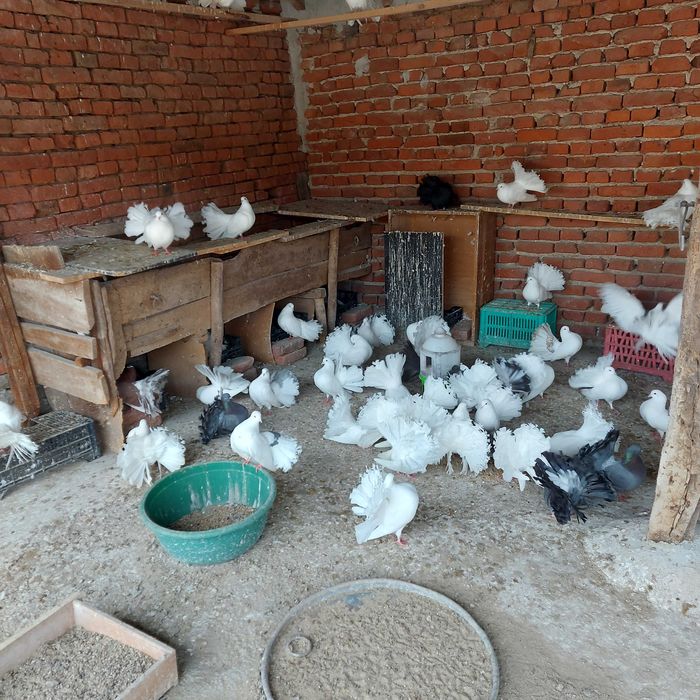 Продавам гълъби финерлии