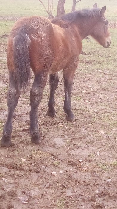 manz 4 luni din cai grei