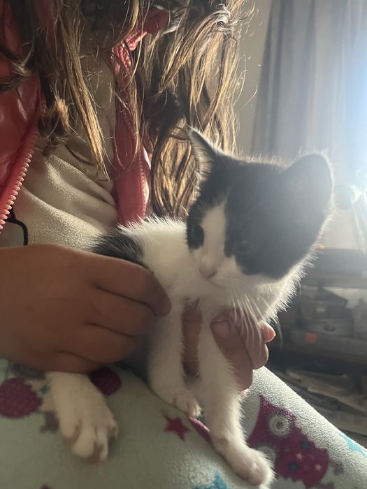 Dau spre adoptie 3 pisicute frumoase ai dragalase