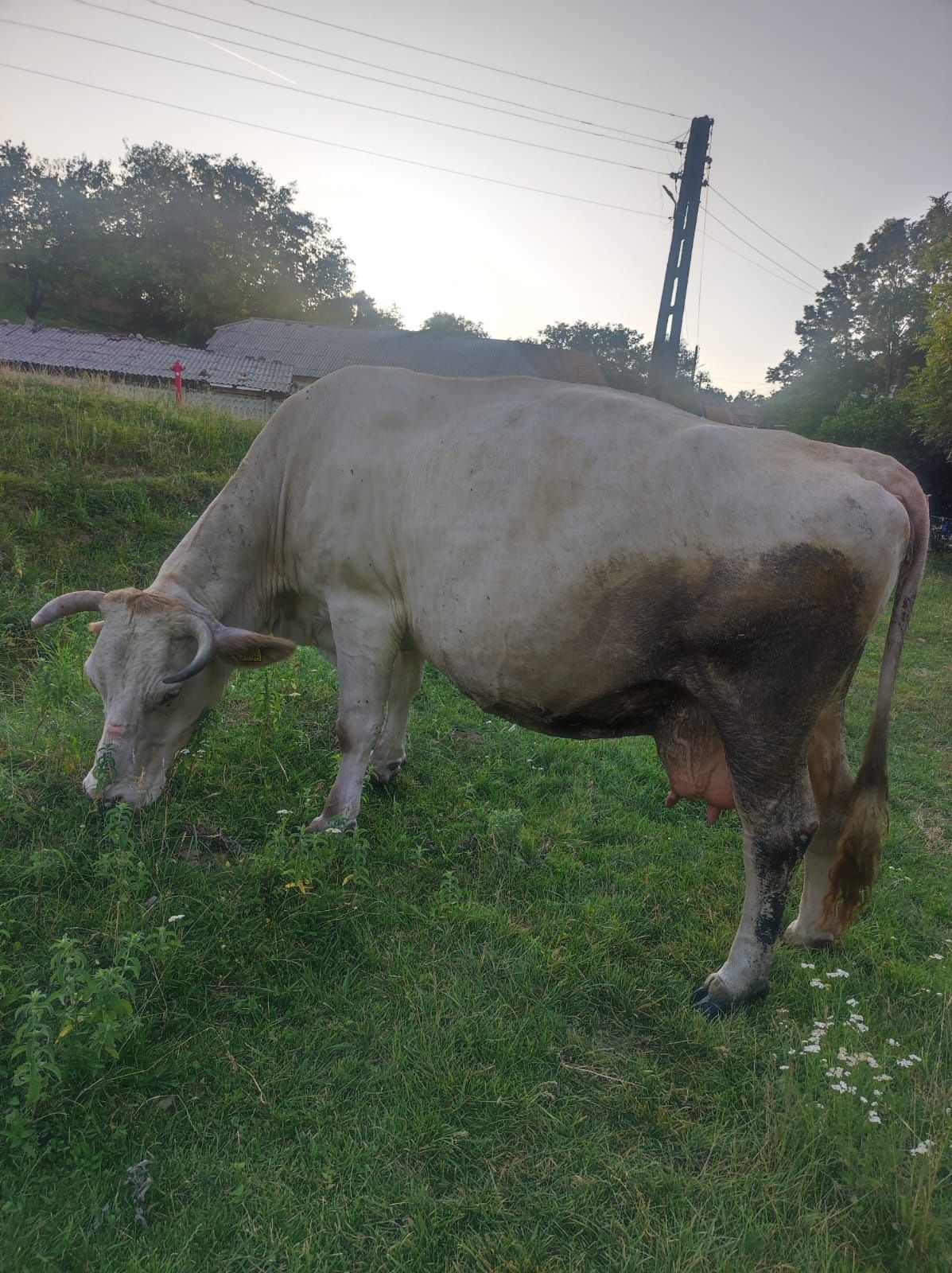 Vaca bună de lapte