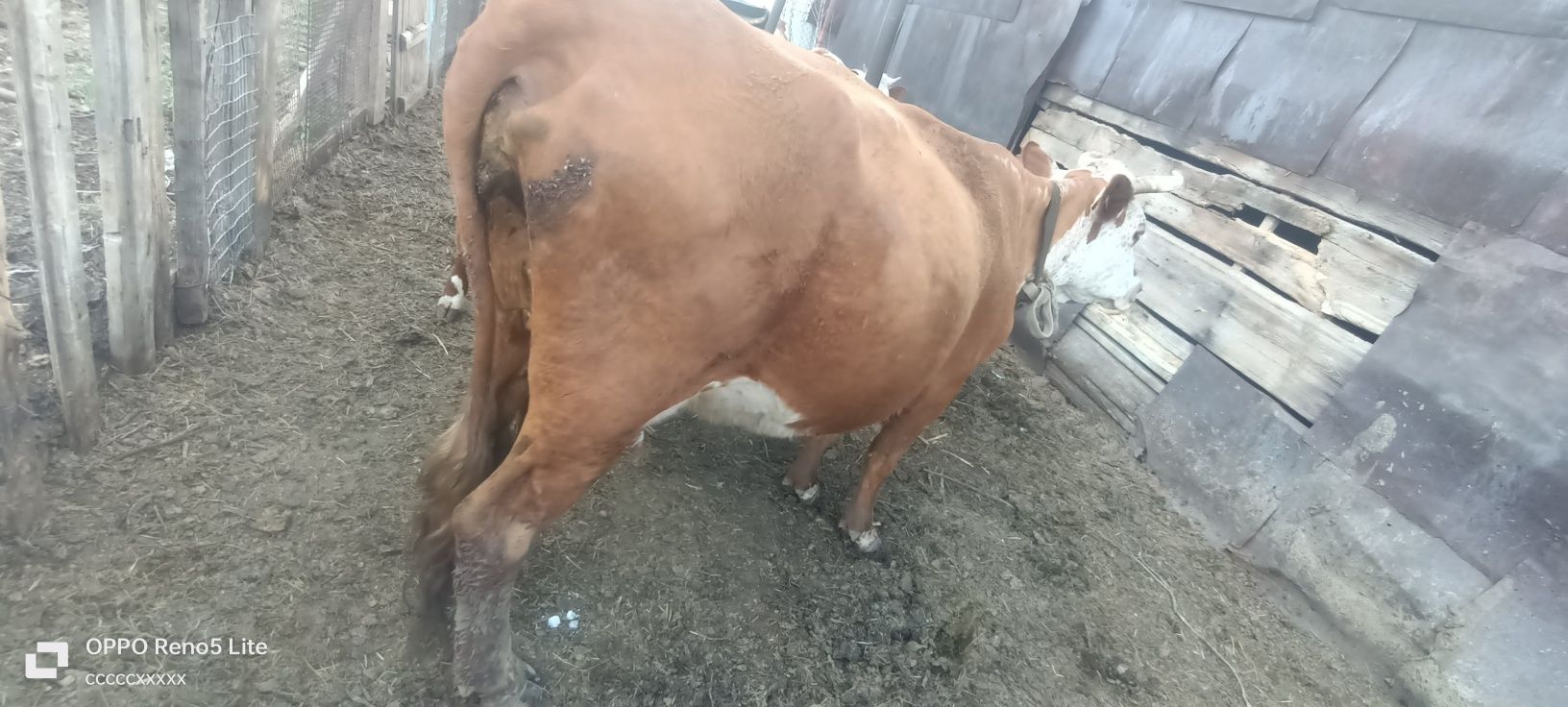 Продаю коров две головый