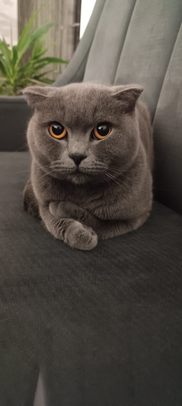 Pisică British Shorthair femela