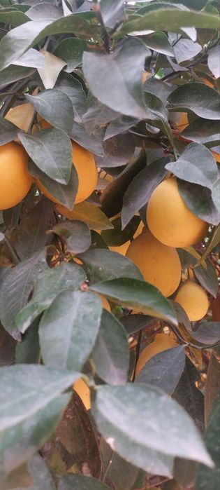 Limon sotiladi. (Лимон сотилади)