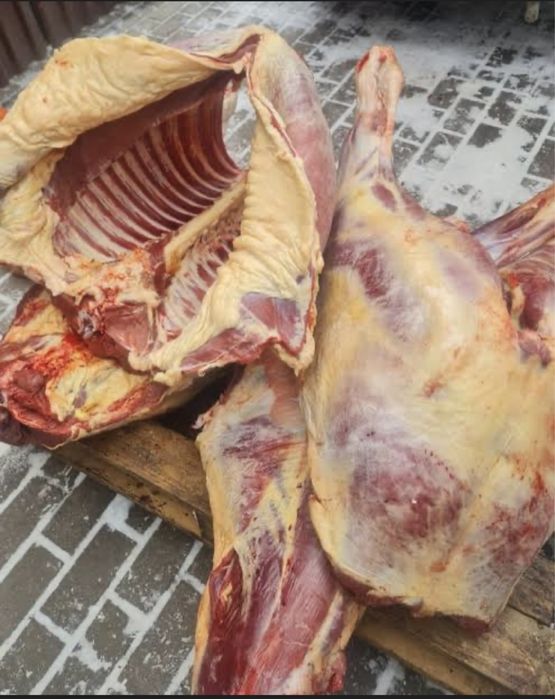 Конина согым жабагы молодняк