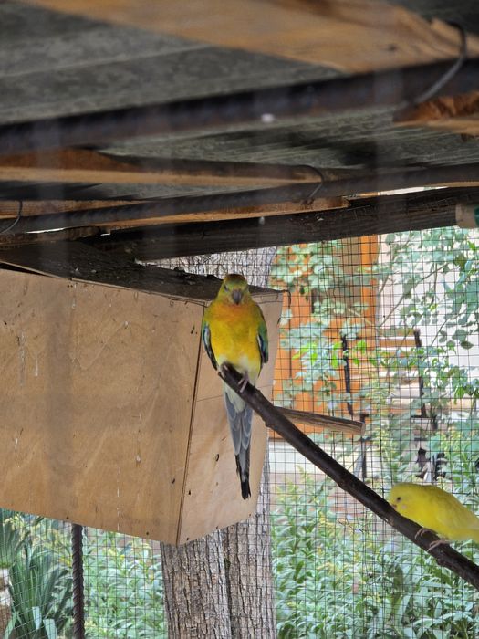 Atlas pevchi to'tiqush