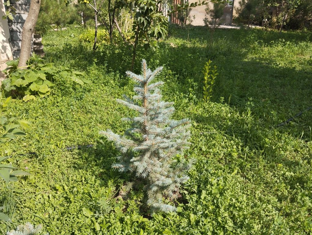 Продается ели и сосны