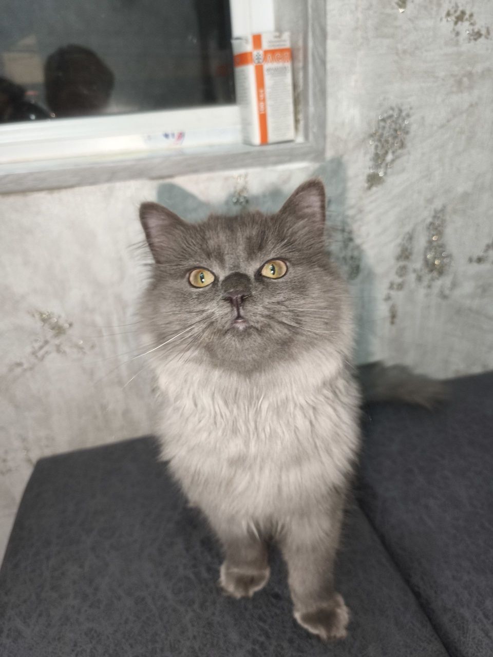 British longhair õgilbola  mushuk