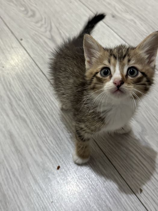 Отдам котят в добрые ручки ….
