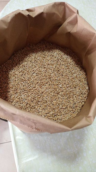 Grau Spelta ecologic decorticat