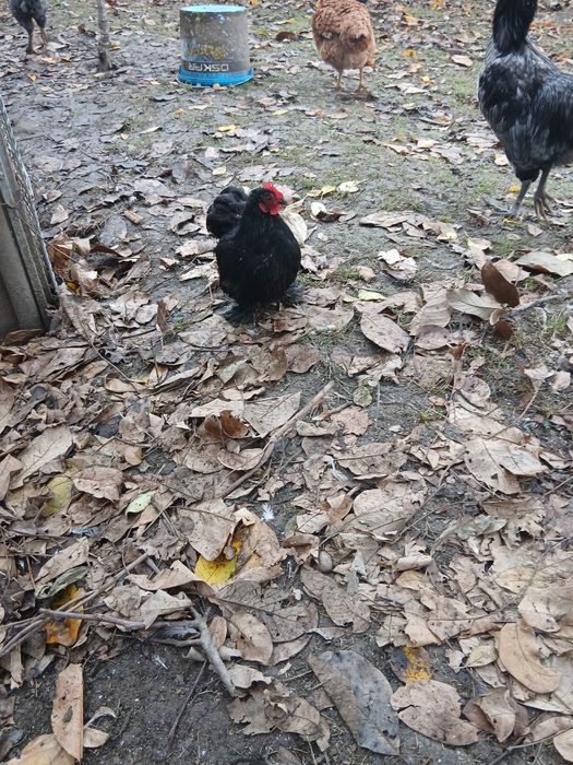 De vânzare cochinchina pitic