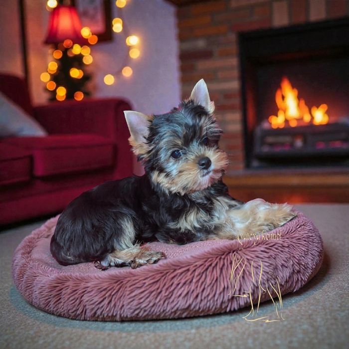 Йоркширски териер-момиче