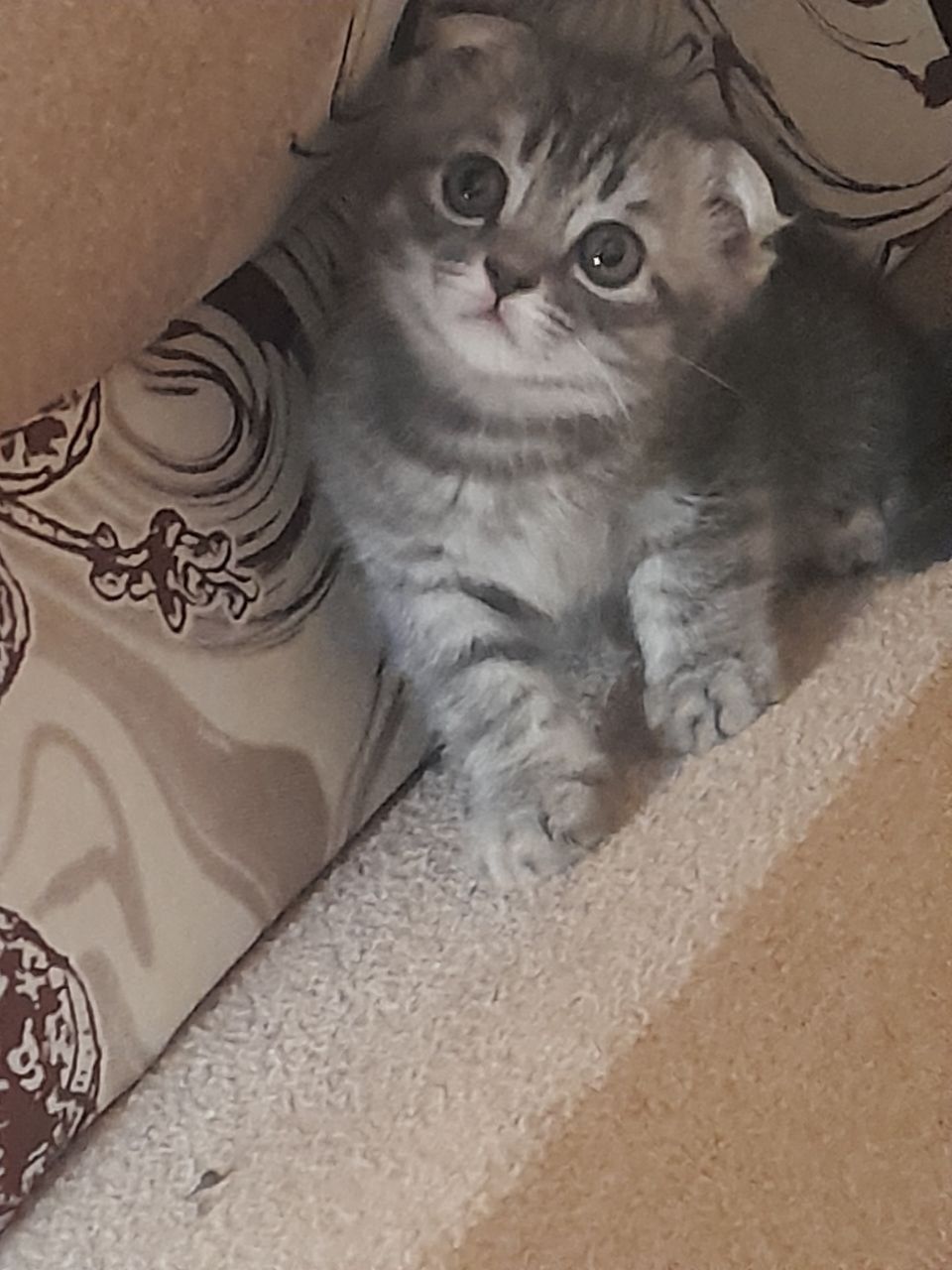 Продам Катенька породы Scottish fold british..