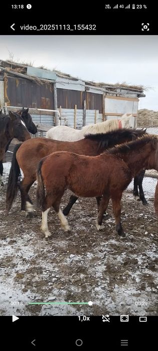 Соғым Жабағы Байтал