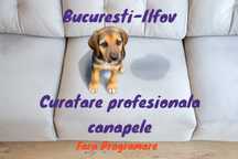 Curatare Profesionala Canapele & Saltele
