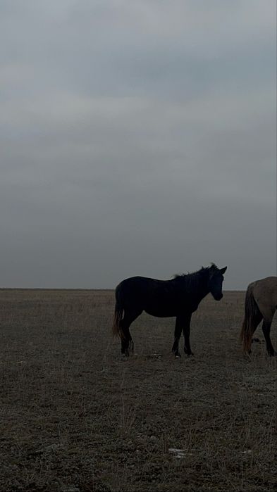 1,5 жасар жылқы. Еркек/ұрғашы семіз