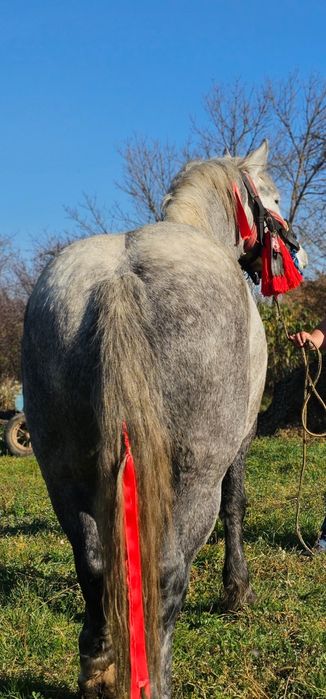 Vănd,CAL,CASTRAT, de 4 ani blănd