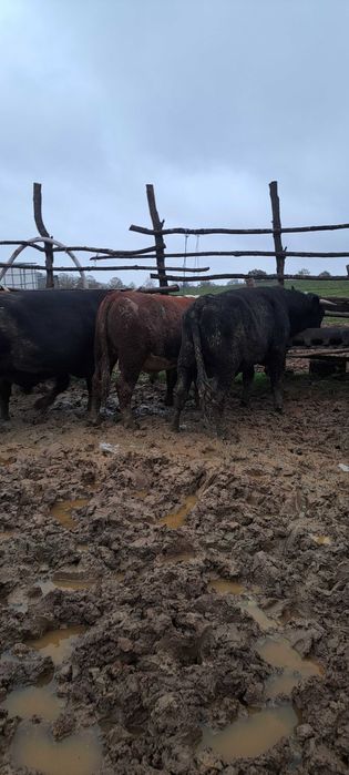 Продадени са животните