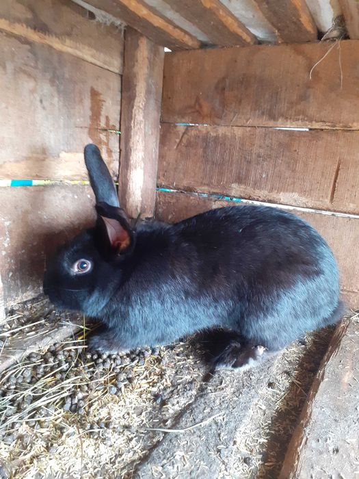 Мъжки млади зайци