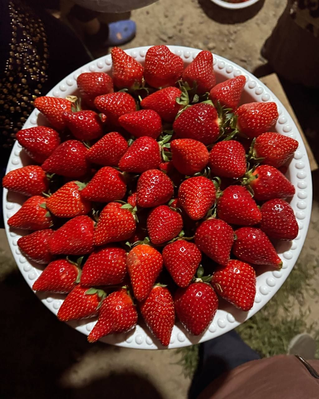 Qulupnay koʻchatlari