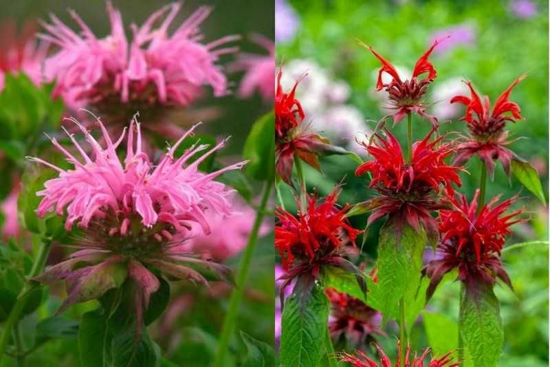 Pachet plante perene echinacea, monarda, margarete, altele 100 lei