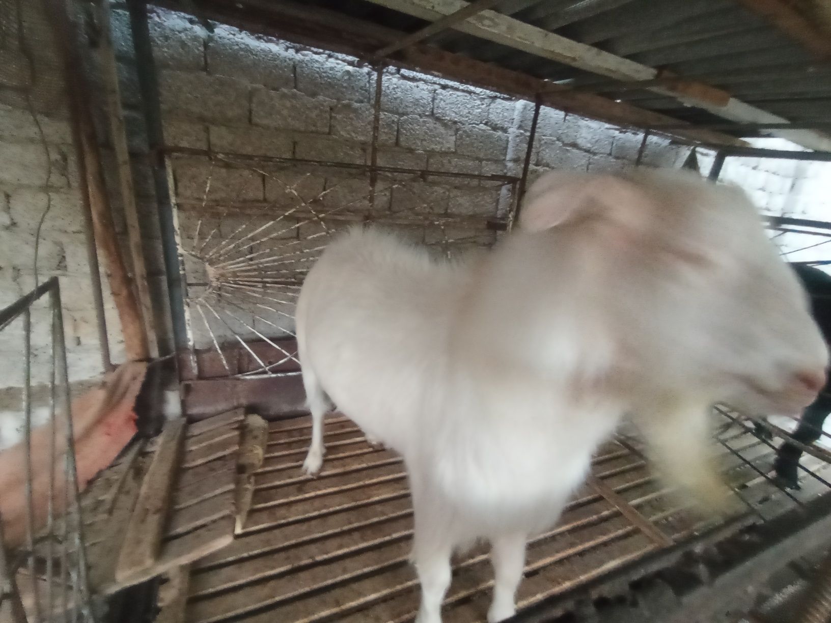 Zotga echki sotiladi