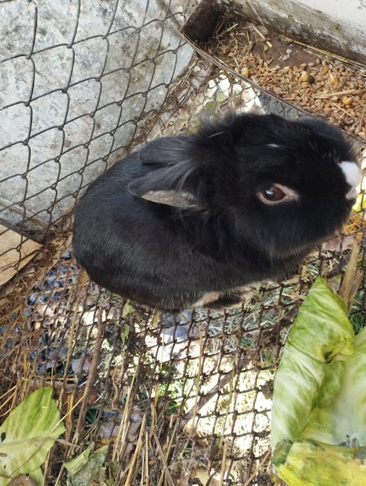 Продавам декоративни зайчета едно женско и едно  мъжко