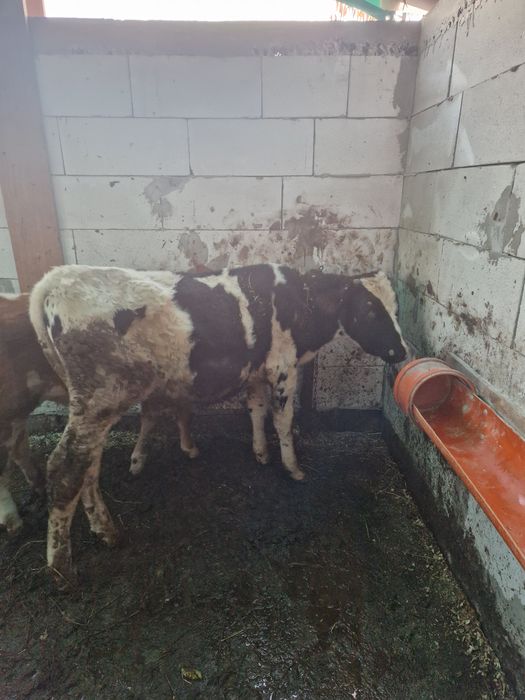 Vand o vitica si un vitel