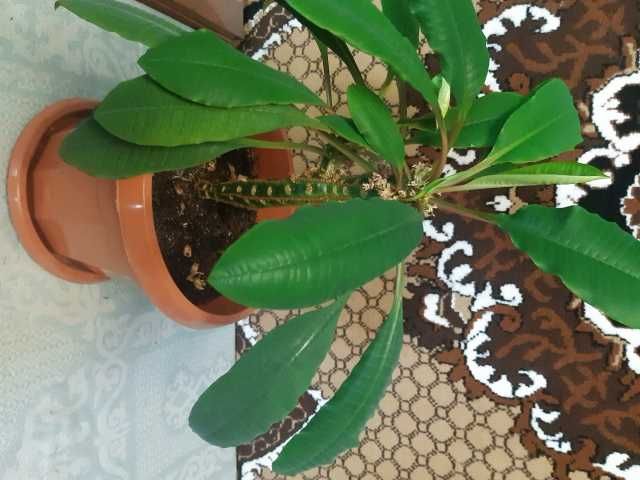 продам цветы комнатные